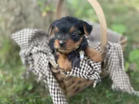 lexi, a female Yorkshire Terrier for sale in Utica, OH – 2 of 5