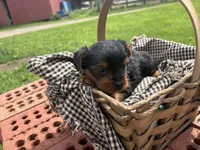 Millie, a female Yorkshire Terrier for sale in Utica, OH – 2 of 5