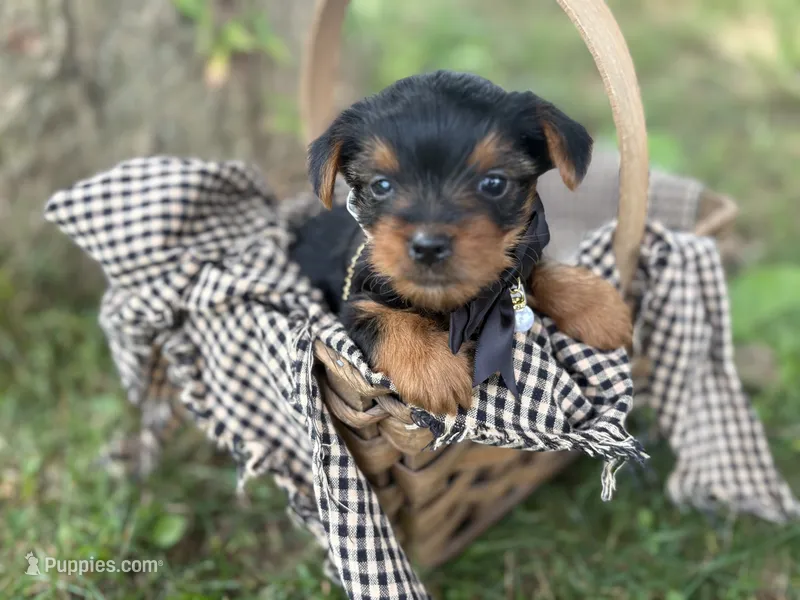 lexi – Yorkshire Terrier puppy for sale in Utica, OH