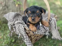 lexi, a female Yorkshire Terrier for sale in Utica, OH – 1 of 5
