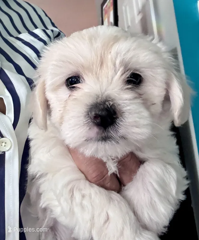 Rubble – Maltipoo, Maltese puppy for sale in Evanston, IL