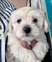 Rubble, a male Maltipoo and Maltese for sale in Evanston, IL – 1 of 2
