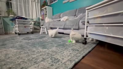 Rubble, a male Maltipoo and Maltese for sale in Evanston, IL – 2 of 2
