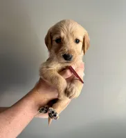 Burgundy collar , a female Labradoodle for sale in Gainesville, GA – 1 of 2