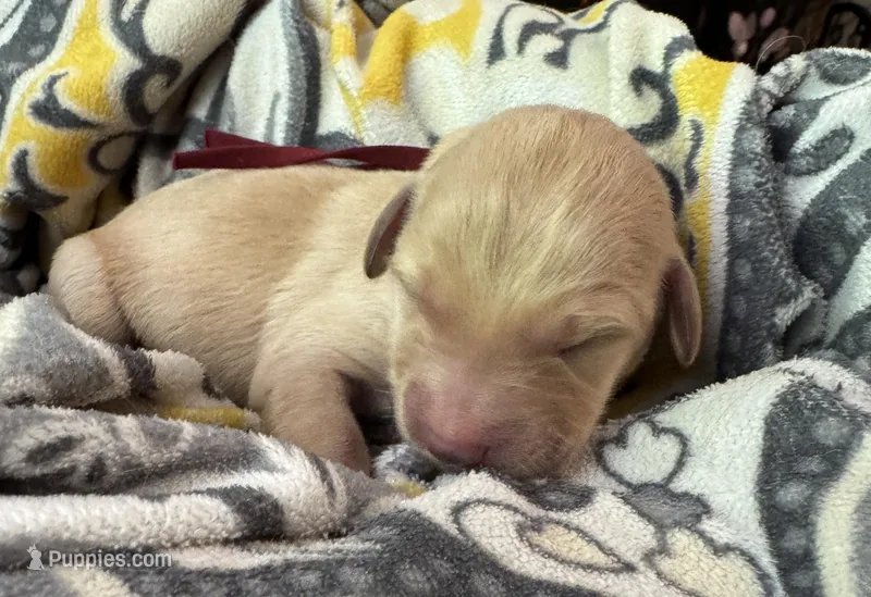 Burgundy collar  – Double Doodle puppy for sale in Gainesville, GA