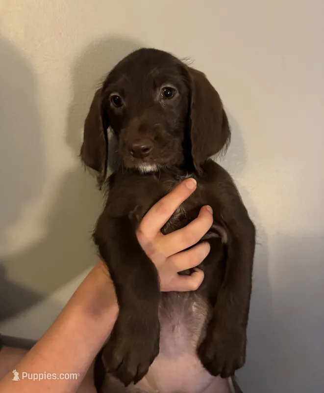 White collar  – Labradoodle puppy for sale in Gainesville, GA