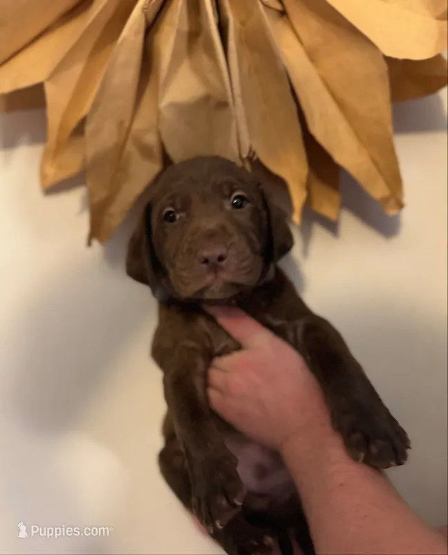 Smith – Labrador Retriever puppy for sale in Gainesville, GA