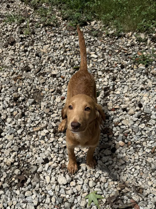 Sweet Pea  – Goldendoodle, Labrador Retriever puppy for sale in Gainesville, GA