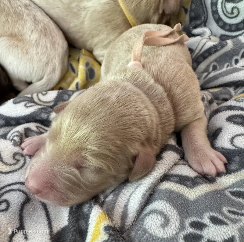 Light pink collar  – Double Doodle puppy for sale in Gainesville, GA