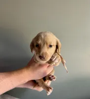Light pink collar , a female Labradoodle for sale in Gainesville, GA – 1 of 2