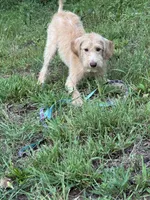 Scrappy , a male Goldendoodle and Labrador Retriever for sale in Gainesville, GA – 6 of 9