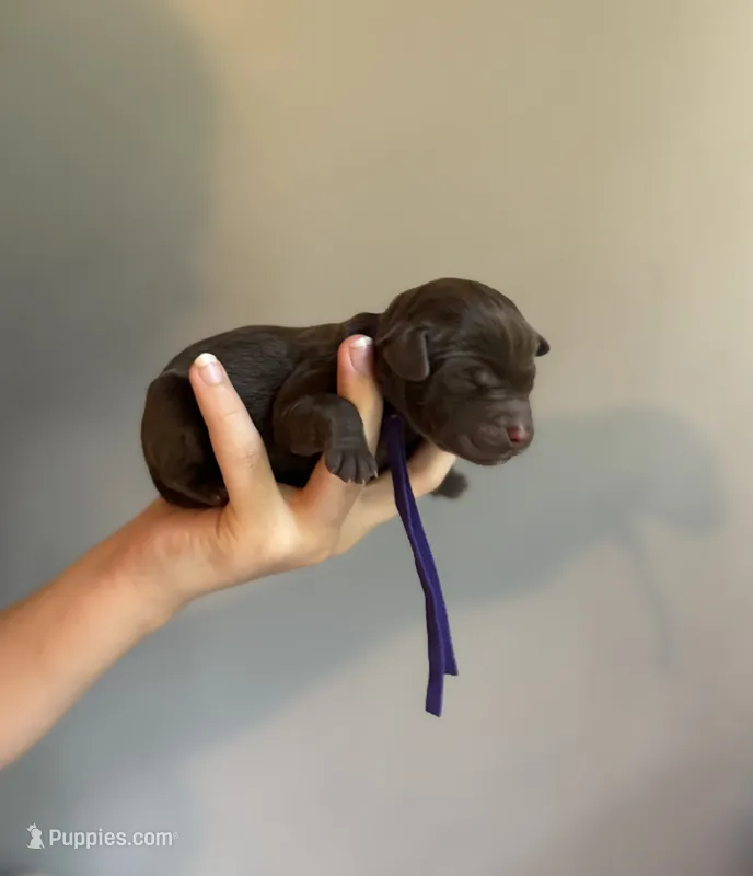 Purple Collar  – Labradoodle puppy for sale in Gainesville, GA