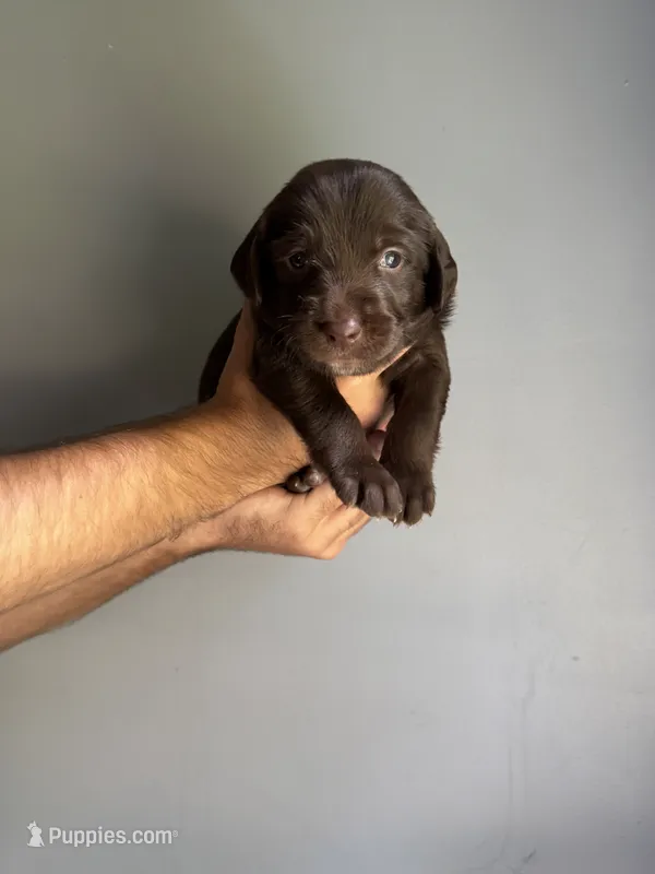 TJ – Labradoodle puppy for sale in Gainesville, GA