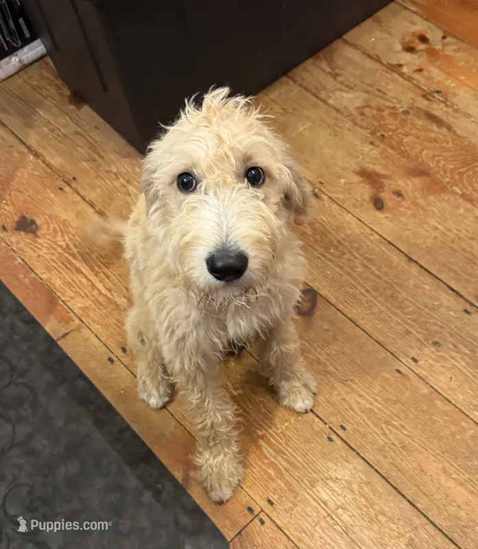 Biscuit  – Goldendoodle, Labrador Retriever puppy for sale in Gainesville, GA