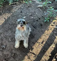 Audrey , a female Miniature Schnauzer for sale in Gainesville, GA – 2 of 2