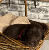 Barbie , a female Labradoodle for sale in Gainesville, GA – 1 of 2