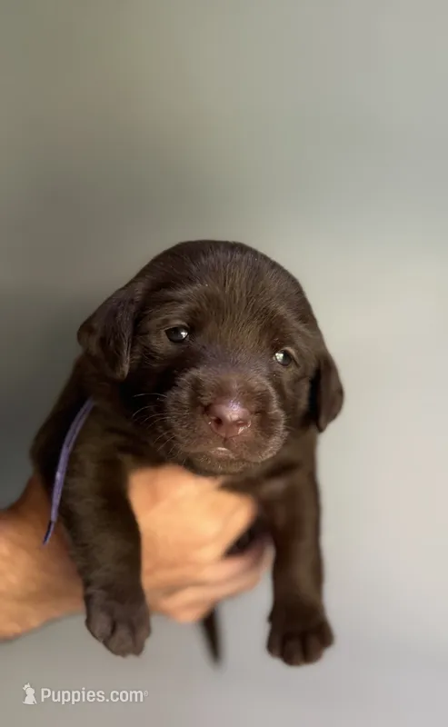 Violet  – Labradoodle puppy for sale in Gainesville, GA