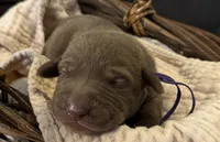 Ryder , a female Labrador Retriever for sale in Gainesville, GA – 1 of 1