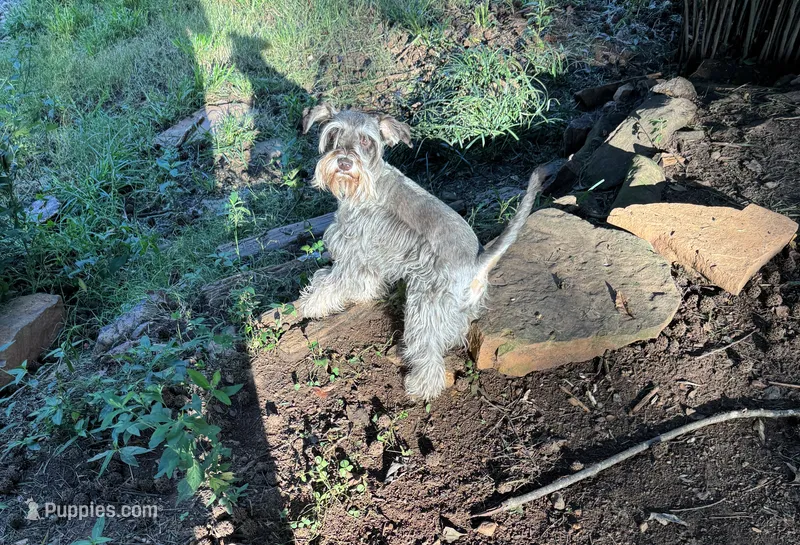 Audrey  – Miniature Schnauzer puppy for sale in Gainesville, GA