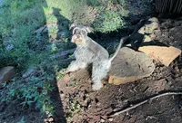 Audrey , a female Miniature Schnauzer for sale in Gainesville, GA – 1 of 2