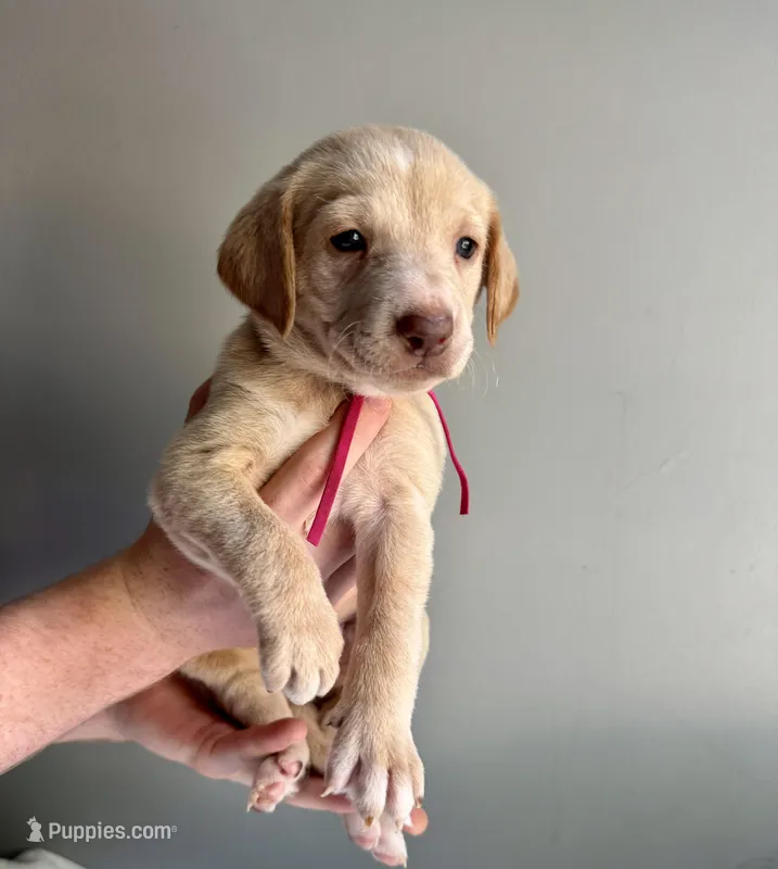 Dark pink collar  – Labradoodle puppy for sale in Gainesville, GA