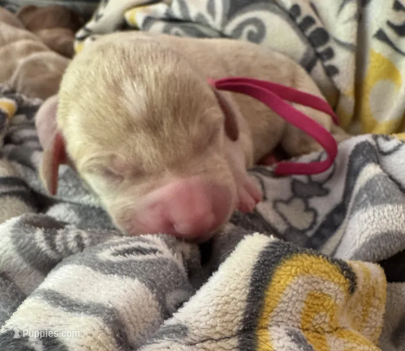 Dark pink collar  – Double Doodle puppy for sale in Gainesville, GA