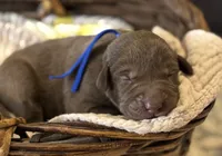 Wesson , a male Labrador Retriever for sale in Gainesville, GA – 1 of 1