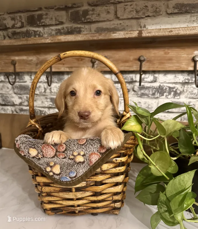 Orange collar  – Labradoodle puppy for sale in Gainesville, GA