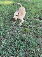 Scrappy , a male Goldendoodle and Labrador Retriever for sale in Gainesville, GA – 3 of 9