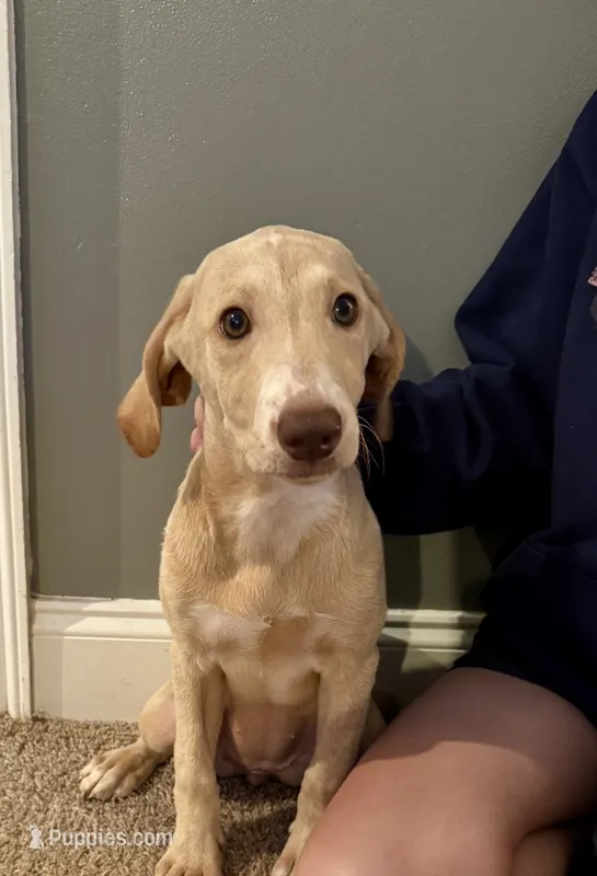 Dark pink collar  – Labradoodle puppy for sale in Gainesville, GA