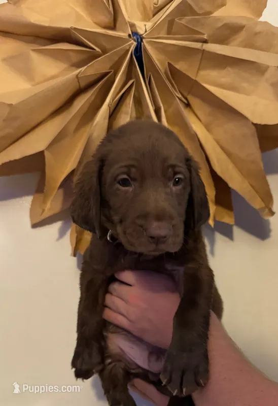 Ruger  – Labrador Retriever puppy for sale in Gainesville, GA