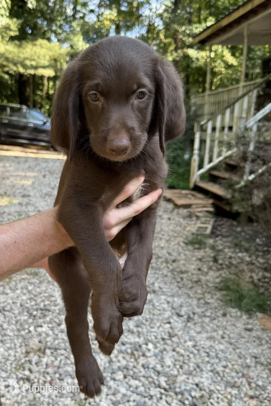 TJ – Labradoodle puppy for sale in Gainesville, GA