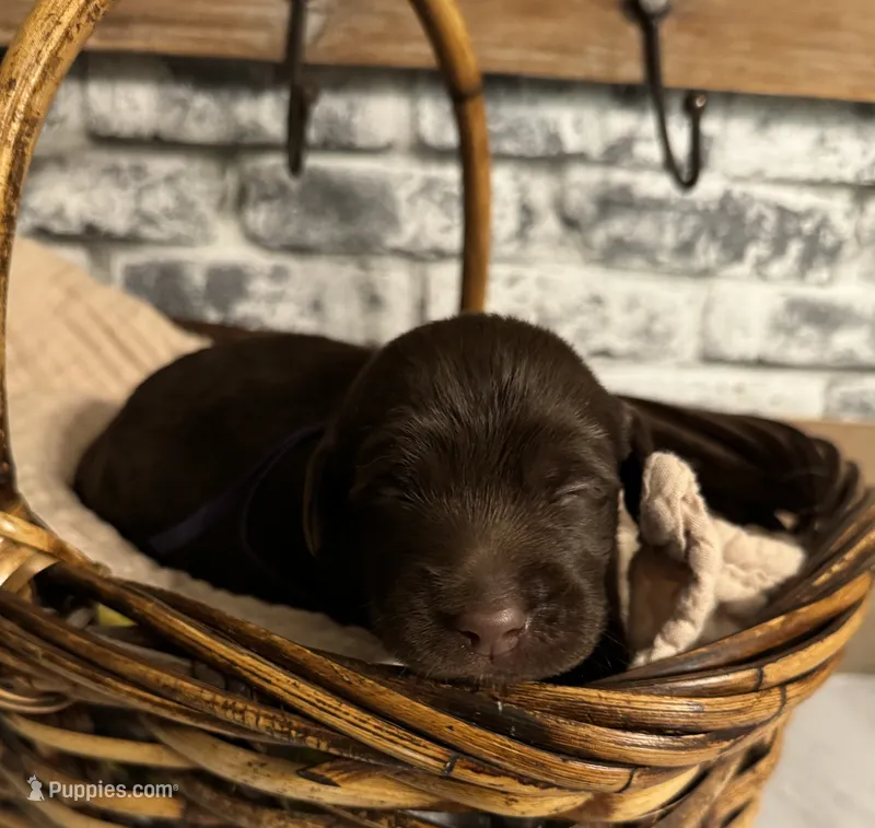 Violet  – Labradoodle puppy for sale in Gainesville, GA