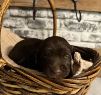 Violet , a female Labradoodle for sale in Gainesville, GA – 1 of 2