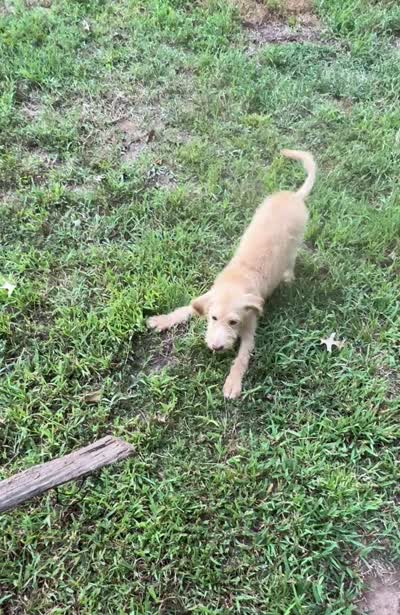 Scrappy , a male Goldendoodle and Labrador Retriever for sale in Gainesville, GA – 8 of 9