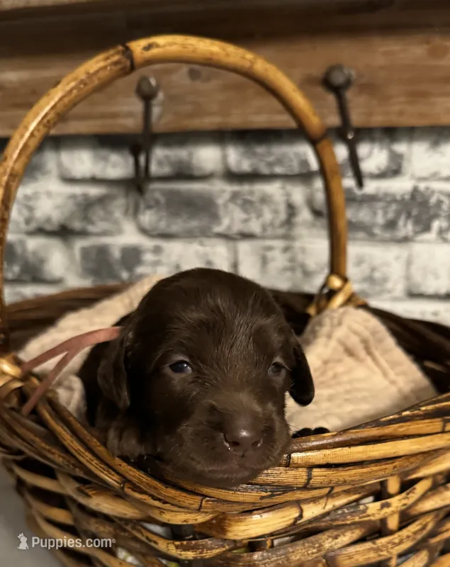 Rose  – Labradoodle puppy for sale in Gainesville, GA