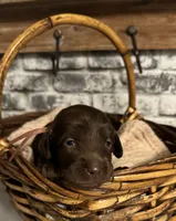 Rose , a female Labradoodle for sale in Gainesville, GA – 1 of 2