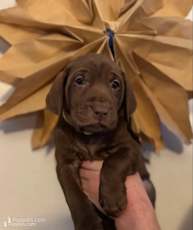 Daisy  – Labrador Retriever puppy for sale in Gainesville, GA
