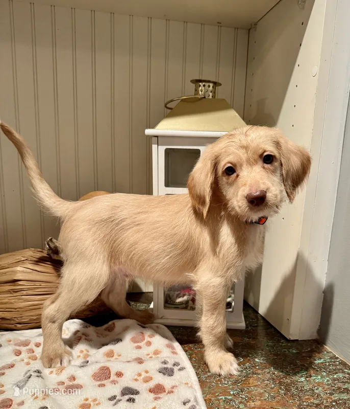 Orange collar  – Labradoodle puppy for sale in Gainesville, GA