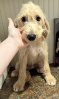 Green collar , a male Goldendoodle and Labradoodle for sale in Gainesville, GA – 1 of 6