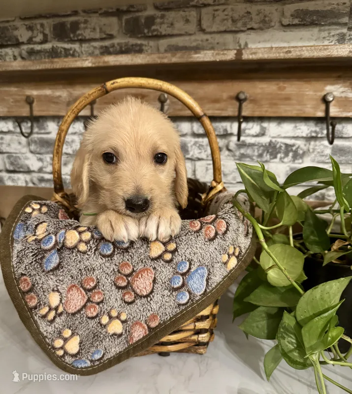 Green collar  – Labradoodle puppy for sale in Gainesville, GA