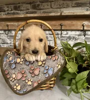 Green collar , a male Labradoodle for sale in Gainesville, GA – 3 of 5