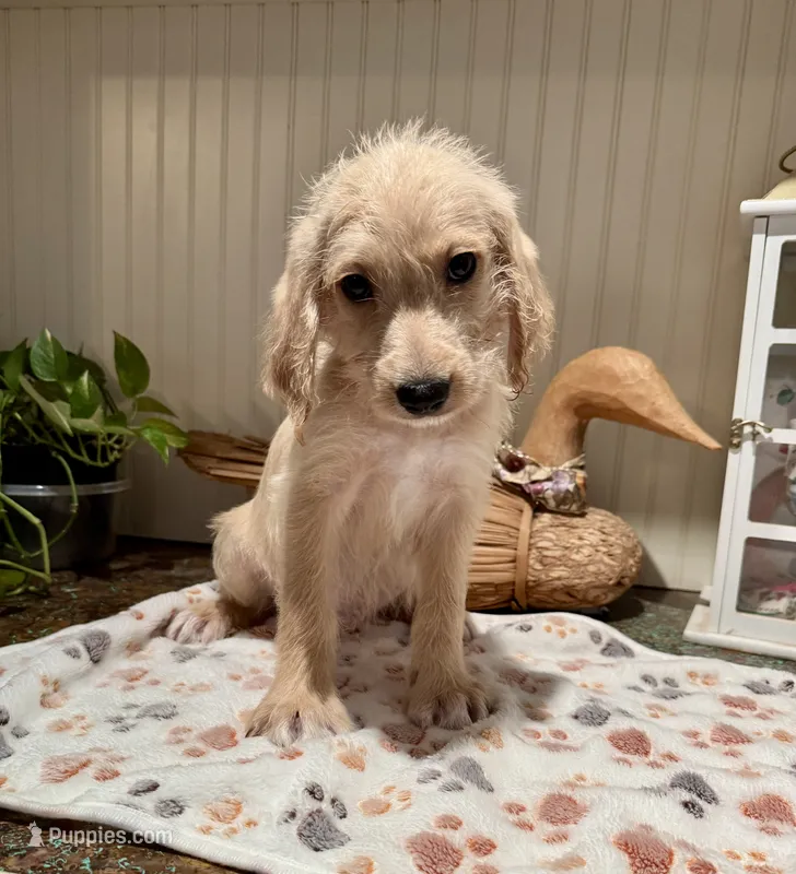 Green collar  – Labradoodle puppy for sale in Gainesville, GA