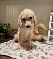 Green collar , a male Labradoodle for sale in Gainesville, GA – 1 of 5