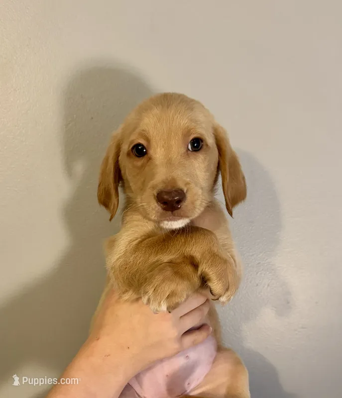 Light pink collar  – Labradoodle puppy for sale in Gainesville, GA