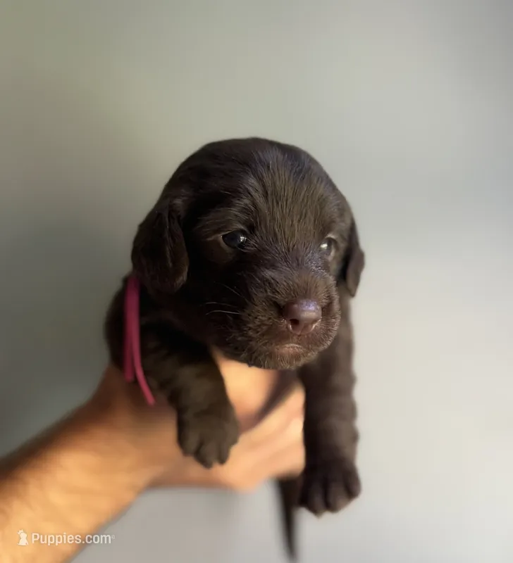 Barbie  – Labradoodle puppy for sale in Gainesville, GA