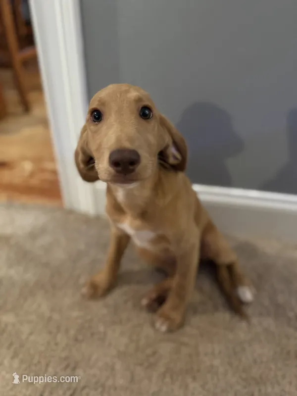Light pink collar  – Labradoodle puppy for sale in Gainesville, GA