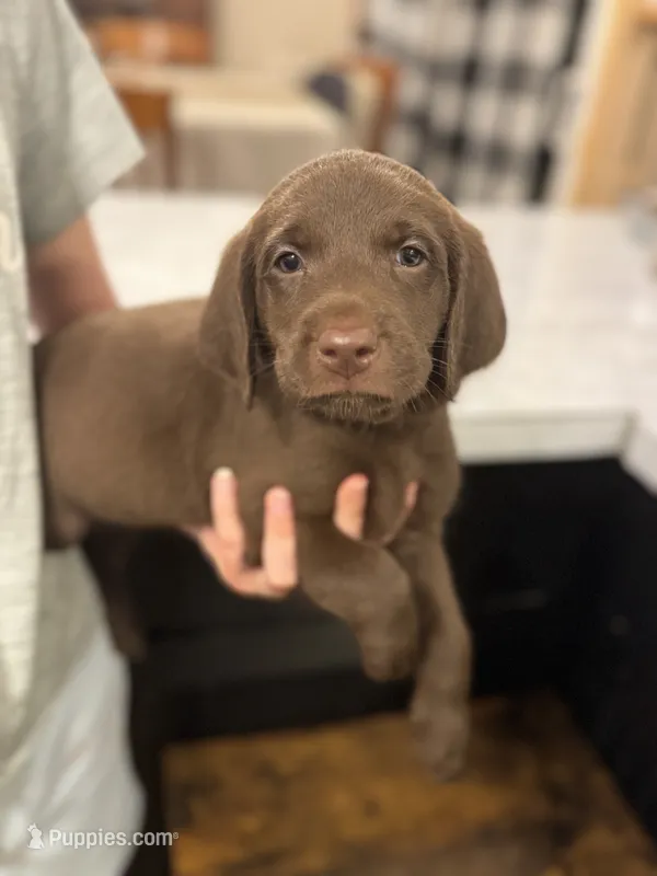 Violet  – Labradoodle puppy for sale in Gainesville, GA