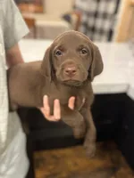 Violet , a female Labradoodle for sale in Gainesville, GA – 1 of 4