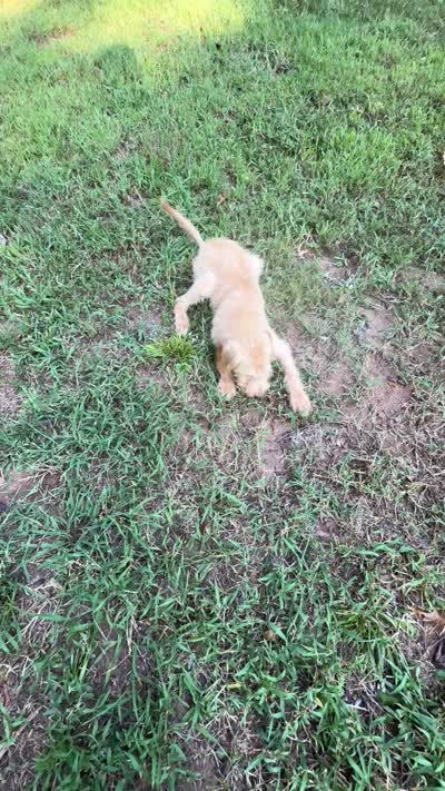 Scrappy , a male Goldendoodle and Labrador Retriever for sale in Gainesville, GA – 7 of 9